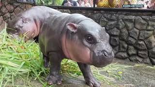 Baby pygmy hippo in Thailand becomes viral sensation [upl. by Dnana]