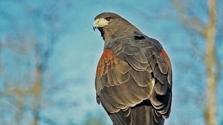 Falconry with Four Harriss Hawks [upl. by Anitsud]