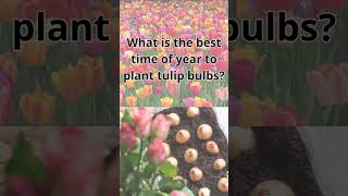 Best Time to Plant Tulip Bulbs Essential Gardening Tips [upl. by Yirinec310]