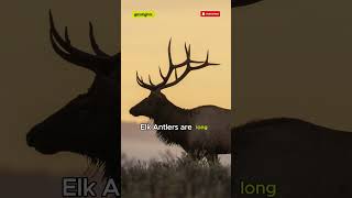 🫎 Nature’s Crown Part 1 👑 Deer Antlers🦌 Whitetailed Mule amp Elk shorts facts [upl. by Essile743]