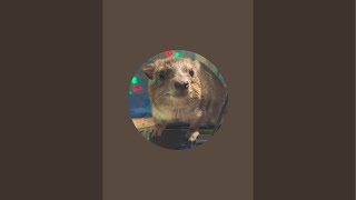 Squiggy the Hyraxs HyraxTube is live [upl. by Rekcut679]