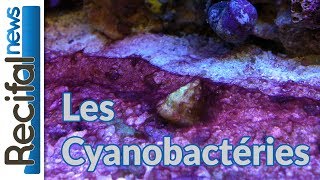 TUTO  Les cyanobactéries  cyano dans laquarium [upl. by Aihsatsan]