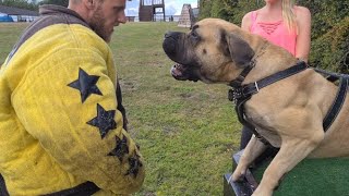 African Boerboel Agitation Training [upl. by Sherye]