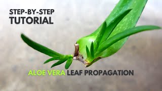 Aloe vera Leaf Propagation A StepByStep Guide [upl. by Isnyl]