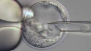 ES cell microinjection into a mouse blastocyst [upl. by Ahsyas]