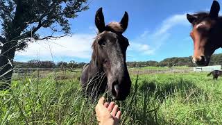 Kawela Ranch Honokaa Hawaii Mares and foals [upl. by Seerdi]