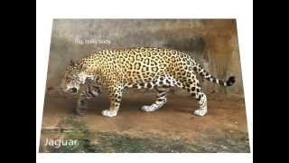 Differences between jaguars leopards and cheetahs [upl. by Benisch]