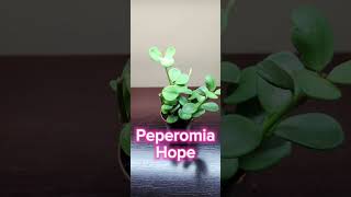 Plant Collection explore peperomia grow plants tropicalplants houseplants loveplants [upl. by Aimehs]