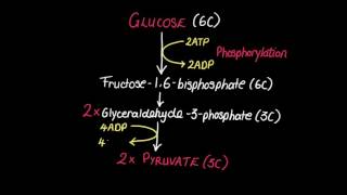 82 Glycolysis [upl. by Ydal]