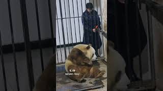 Daddy interacts with Qizai and brings carrots to him cute panda pandalove [upl. by Bethanne]