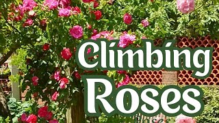 Beautiful Climbing Roses and a DIY Garden Obelisk [upl. by Ahsenauj]