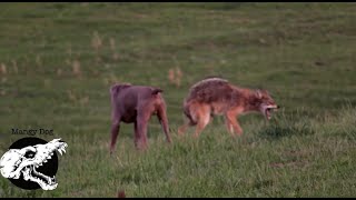 Coming For The Kill  Coyote Hunting With Decoy Dogs [upl. by Teddi]