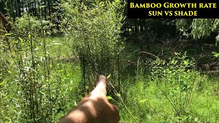 Bamboo in Sun vs Shade  The 10 Year Unintended Experiment [upl. by Ellevehc]