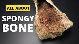 Spongy Bone  In 3 MINUTES [upl. by Ymmac]