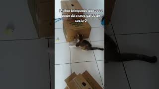 Porque será que gatos amam caixa de papelãogatogatosgatosengraçadospetpetsanimal [upl. by Ruelle]