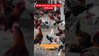 98 din mein 1 kilo 400 gram desi murgachicken duet poultryfarming farming birds murgi [upl. by Buchheim]