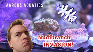 Montipora Eating Nudibranch INVASION [upl. by Aivital]