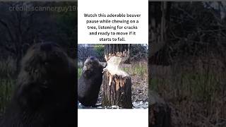 Beavers Adorable TreeCutting Moment shorts fyp facts animals [upl. by Salangia]