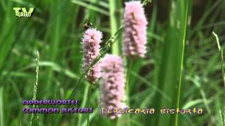 Adderwortel  Common Bistort  Bistorta officinalis  Persicaria bistorta [upl. by Amyaj]