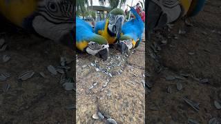 Wild Macaws 🦜 in Brazil wbjadventures macaw countrylife [upl. by Halas]