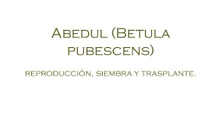 Abedul betula pubescens Siembra germinación y trasplante [upl. by Irok]