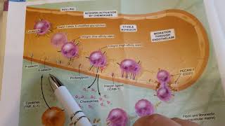 Selectins amp Integrins [upl. by Lezlie773]