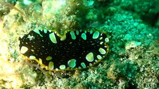 Marine Flatworm on the move [upl. by Herb]