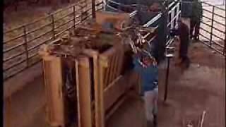 Working with Cattle Video [upl. by Mears]