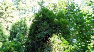 FollowUp Staked Arborvitae  2 growing seasons later [upl. by Sucrad]