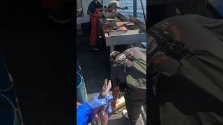 EEL BITE fishing tilefish fish commercialfishing [upl. by Sasnak]