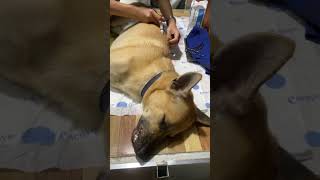 Antibiotic pain killer injection on male dog [upl. by Retxab]