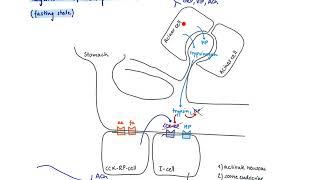 Brandl’s Basics Production and regulation of CCK cholecystokinin [upl. by Beverlee]