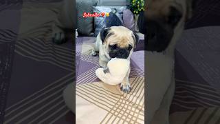 Pug ❤️shortstrending youtubeshorts pugglelife viralvideo trendingshorts [upl. by Hsoj455]