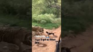 Tiger fight with Dog tiger ranthamboretigersafari [upl. by Halian]