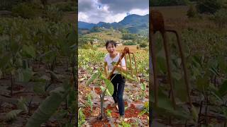 Taro grown in our own garden  cultivate fresh amazing tarosshorts satisfying harvest [upl. by Buddy]