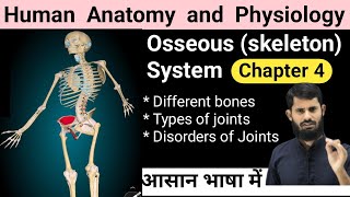 Human Anatomy and physiology chapter 4  Osseous system  Skeleton System  disorders of Joints [upl. by Anina]