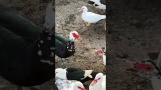 Getting acclimated to the coop and new flock [upl. by Sheryl]