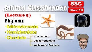 Animal Classification Lecture 5  Echinodermata Hemichordata chordata  Class 10 SSC  state board [upl. by Chelsea]