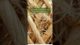 The natural luster of hemp fibers shorts hempbenefits cannabiseducation [upl. by Damaris404]