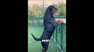 Facts About Rottweilers [upl. by Eiznek]