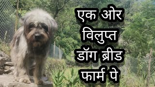 Pure Baan gaddi dog female bhotia dog puppy for sale Dog farm uttarakhand wale [upl. by Nomolas]