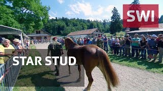 Mistreated horses sold off at auction [upl. by Lytsirk]