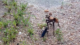 Tarantula Hawk vs Tarantula [upl. by Noemis]