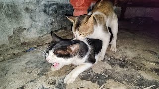 Cats mating  cat mating call sounds  Cats Meowing [upl. by Lemaceon889]