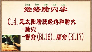 经络腧穴学 C14足太阳膀胱经络和腧穴腧穴督俞BL16膈俞BL17 [upl. by Mraz135]