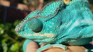 Nosy Be Panther Chameleon [upl. by Raskind]