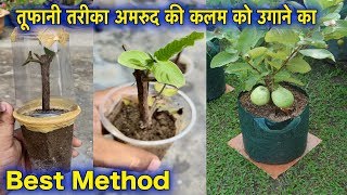 कब  कैसे उगाये अमरुद का पौधा कलम से  कैसे पाए ढेर सारे फल गमले में  Grow Guava Tree Branch In Pot [upl. by Winona]