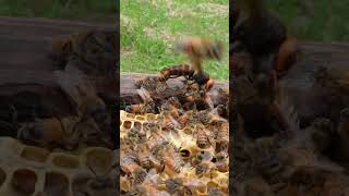 Western Honeybees Defend Their Hive Against a Giant Hornet [upl. by Nesyt146]