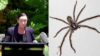 Venomous Spider Interrupts Press Conference [upl. by Mitzie]