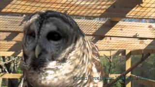 Barred Owl  Who Cooks for You [upl. by Willamina]